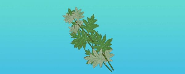 端午挂艾草数量多少 端午节艾草插一颗行不行