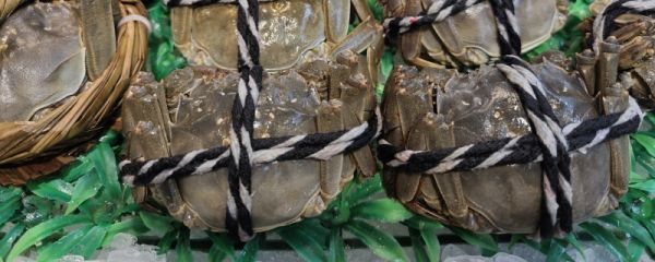 阳澄湖大闸蟹清蒸多久熟 阳澄湖大闸蟹的挑选技巧