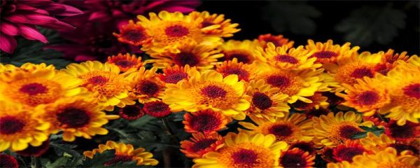 重阳节为什么要扫墓 重阳节的风俗