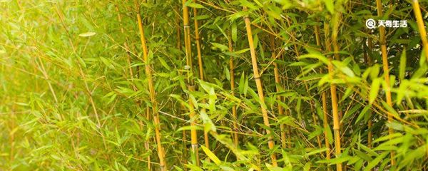 为什么沾水的藤条打人疼 沾水的藤条打人疼原因