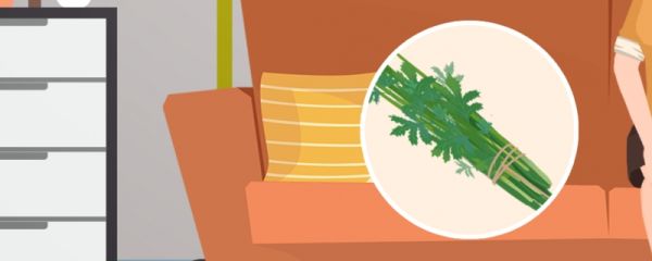 艾草端午节后采好不好 艾草的别称有哪些