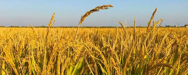 处暑是什么季节 处暑是指什么季节