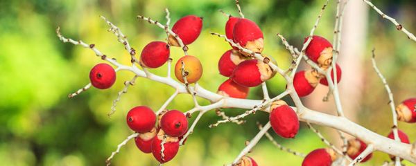 槟榔是什么 槟榔生长习性