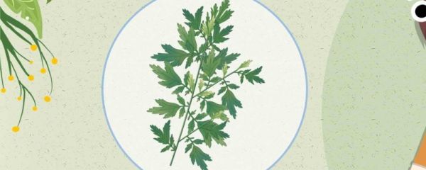 端午艾草插在哪里 端午节要买艾草的原因