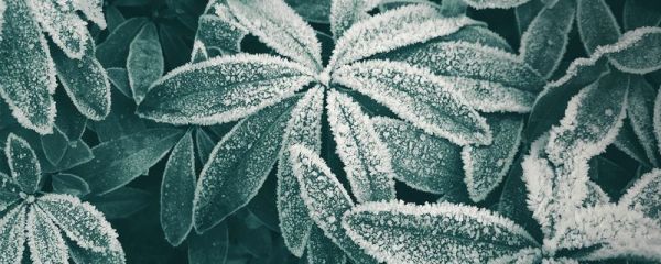 霜降有什么自然现象 霜降的历史渊源