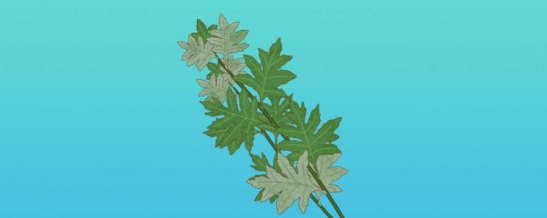 端午当天插艾草吗 端午节挂艾草挂在什么地方