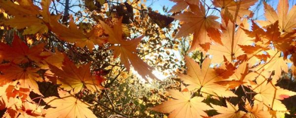 2023多久立秋 立秋的由来