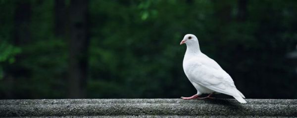 信鸽和普通鸽子的区别 信鸽的主要功能