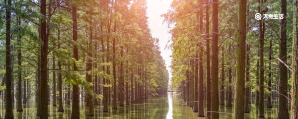 豆腐树什么时候可以种植 豆腐树夏天可以扦插