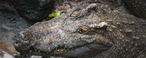 凯门鳄的天敌有哪些 凯门鳄的天敌是谁
