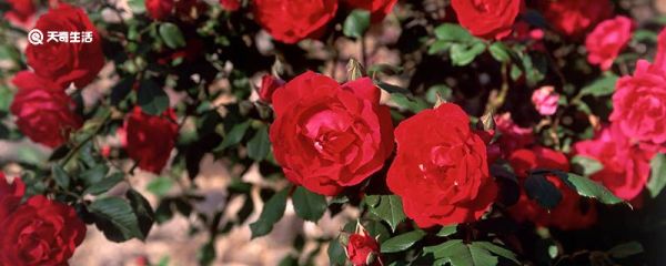 平阴玫瑰产地是哪里 平阴玫瑰介绍