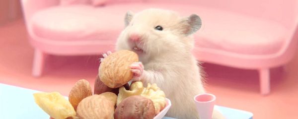 仓鼠吃什么 仓鼠吃什么东西