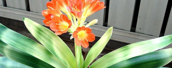 君子兰叶子发黄怎么办 君子兰叶子发黄怎么解决