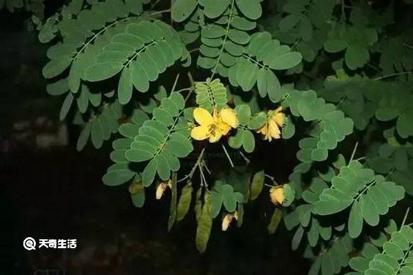 决明子叶子的功效与作用 决明子叶子有什么功效