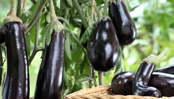 鸡肉和茄子能一起吃吗 鸡肉可以跟茄子一起吃吗