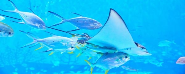 梦见鱼是什么意思 梦见鱼的意思