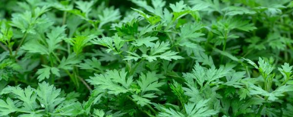 蒿子怎么保存才新鲜 蒿子的保存方法