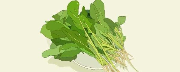 清明菜的花能吃吗 食用方法有哪些