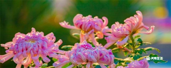 菊月是几月 菊月的月份是几月