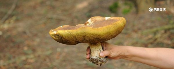 新鲜牛肝菌怎么处理 新鲜牛肝菌的处理办法