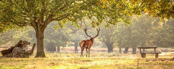 什么是哺乳动物 哺乳动物是