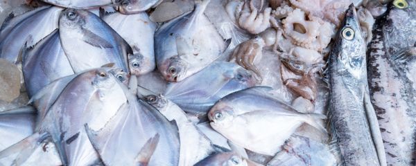 大马哈鱼是三文鱼吗 东北的大马哈鱼是三文鱼吗