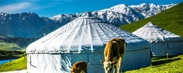 蒙古包蚊帐怎么安装蚊帐安装方法 蒙古包蚊帐怎么安装蚊帐安装方法是