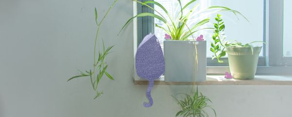 办公桌上放什么植物好 办公桌上放的植物推荐