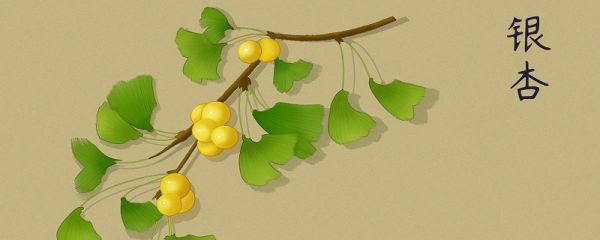 中国银杏之乡 中国银杏之乡是什么地方