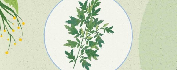 端午节艾草挂在门的哪里 端午节为什么要挂艾草