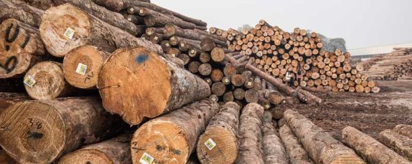 泡桐木是什么木头 泡桐木是什么树