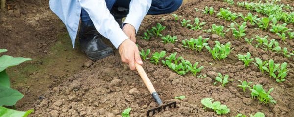 东北臭菜又叫什么 东北臭菜怎么吃