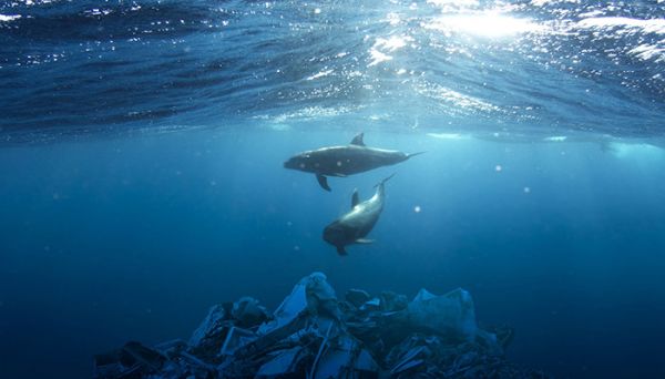 海豚是哺乳动物吗 海豚是不是哺乳动物