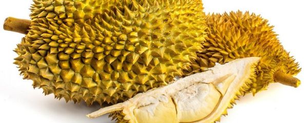 剥开的榴莲放在冷藏可以放几天 剥开的榴莲放冷藏能放几天