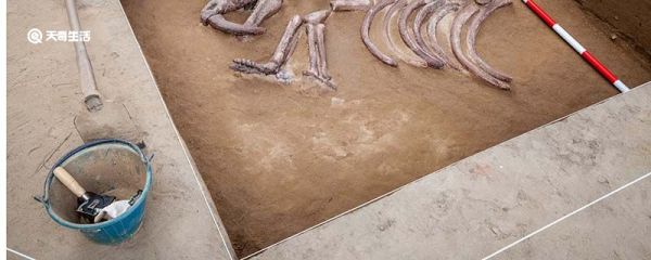 1956年发现于湖北省的什么化石是中国华中地区旧石器