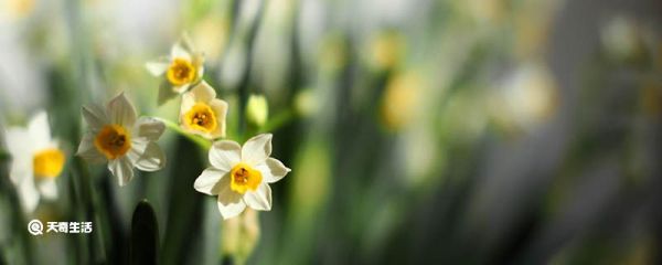 植物为什么会长肿瘤 为什么植物会长肿瘤