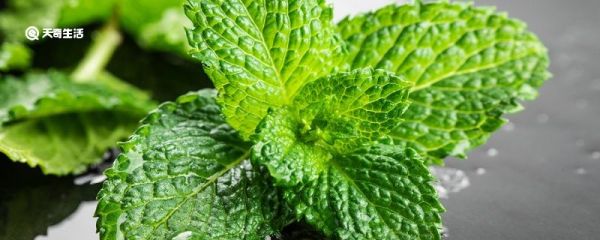 柠檬薄荷和普通薄荷有什么区别 柠檬薄荷和普通薄荷的区别是什么