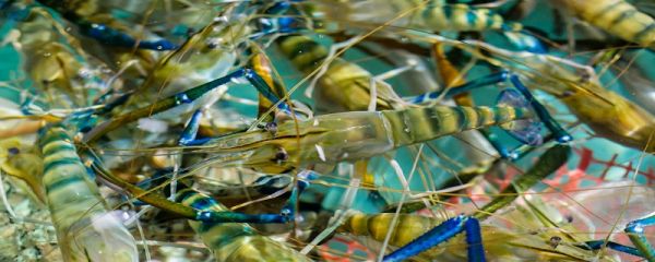 海产品有哪些 海产品是海鲜吗