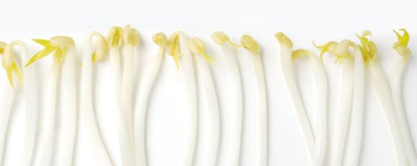 豆芽放冰箱一个星期还能吃吗 豆芽冰箱放几天可以吃