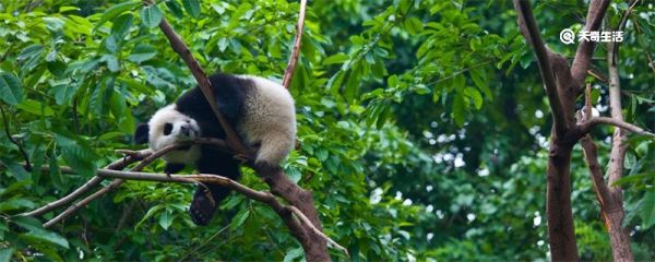 大熊猫为什么是国宝 大熊猫为什么是国宝的原因