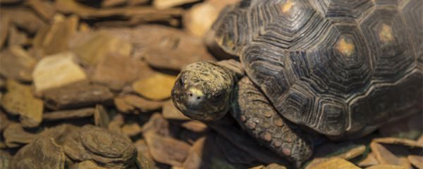 乌龟什么时候进入冬眠期 乌龟何时进入冬眠期