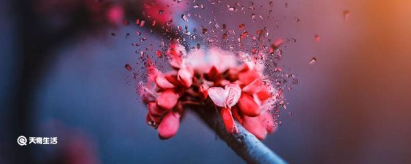 3月份适合种什么花 3月份适合种的花有哪些