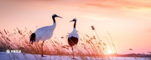 仙鹤的特点 仙鹤的特点是什么