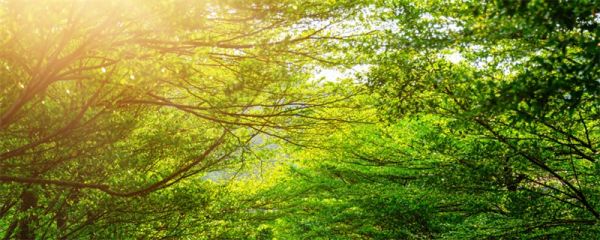 树叶的作用 树叶有哪些作用