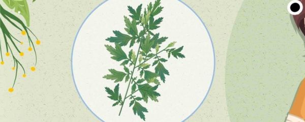 端午节菖蒲艾草挂法 端午节的艾草什么时间挂门上