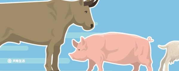 猪是哪个民族的信仰 猪是哪个民族信仰
