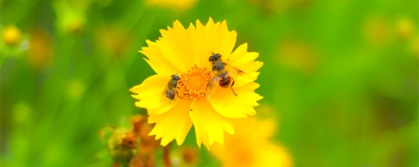 诱蜂水配方 马蜂诱蜂水配方