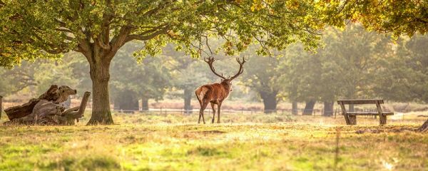 可可西里在哪里 可可西里在哪里属于哪个省