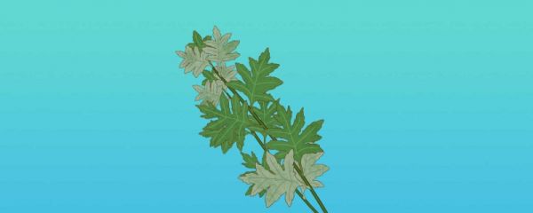 端午节门口艾草插几棵艾草 端午节插艾草的时间有讲究吗