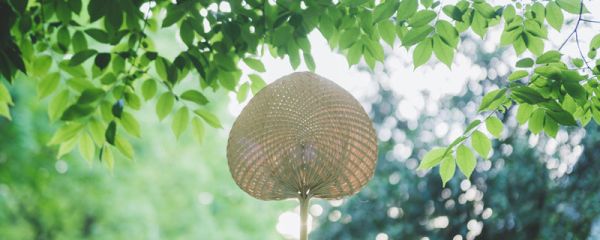 小暑是进伏的第一天吗 小暑是进伏的首天吗